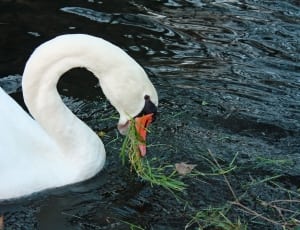 white orange and black swan thumbnail