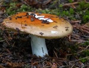 brown and gray mushroom thumbnail