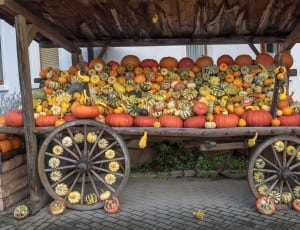 pumpkin lot and food cart thumbnail