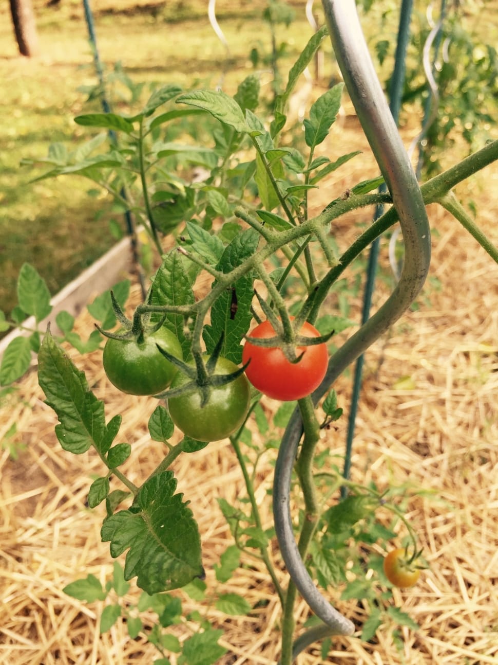 red and 2 green tomatoes preview