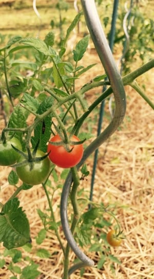 red and 2 green tomatoes thumbnail