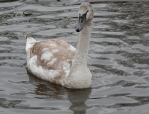 brown and white swan thumbnail