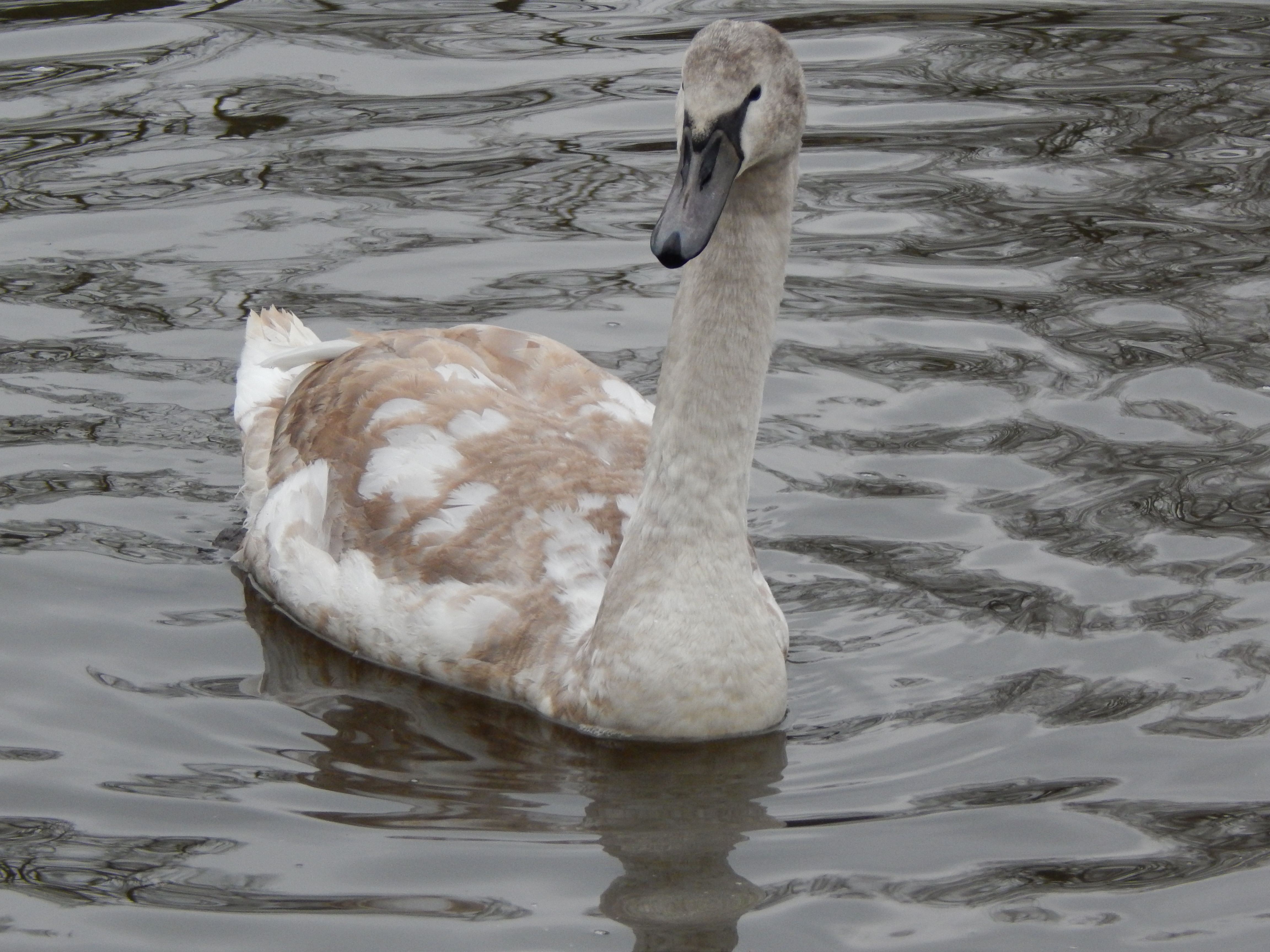brown and white swan