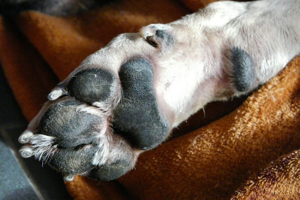 dog paw preview