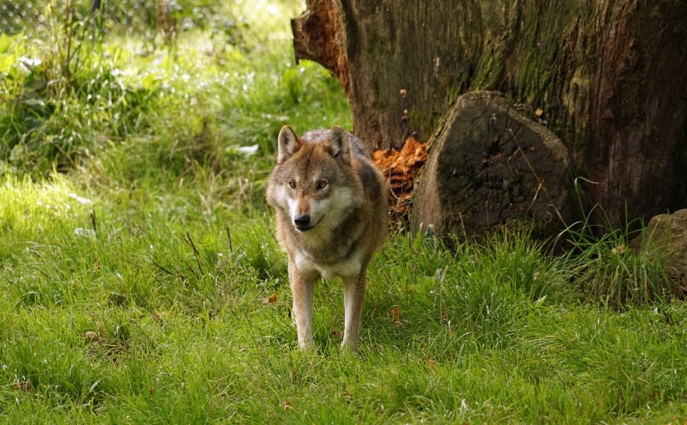 czechoslovakian wolfdog preview