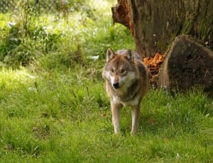 czechoslovakian wolfdog thumbnail