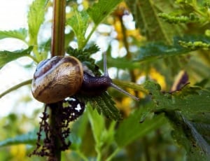 brown shelled snail  eating leaf during daytme thumbnail