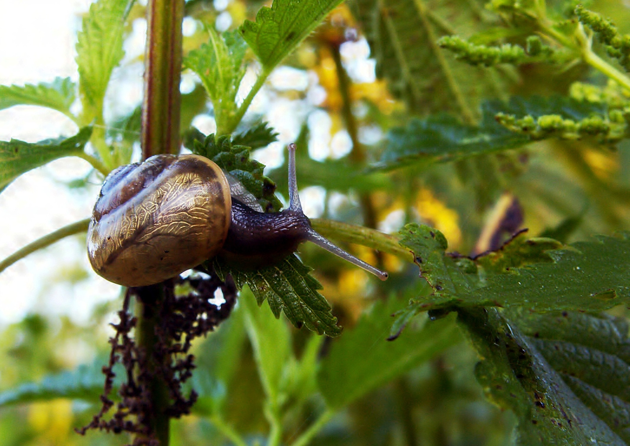 brown shelled snail  eating leaf during daytme