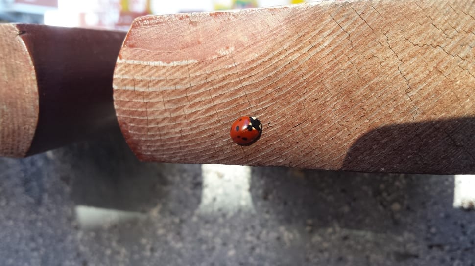 spotted ladybug preview