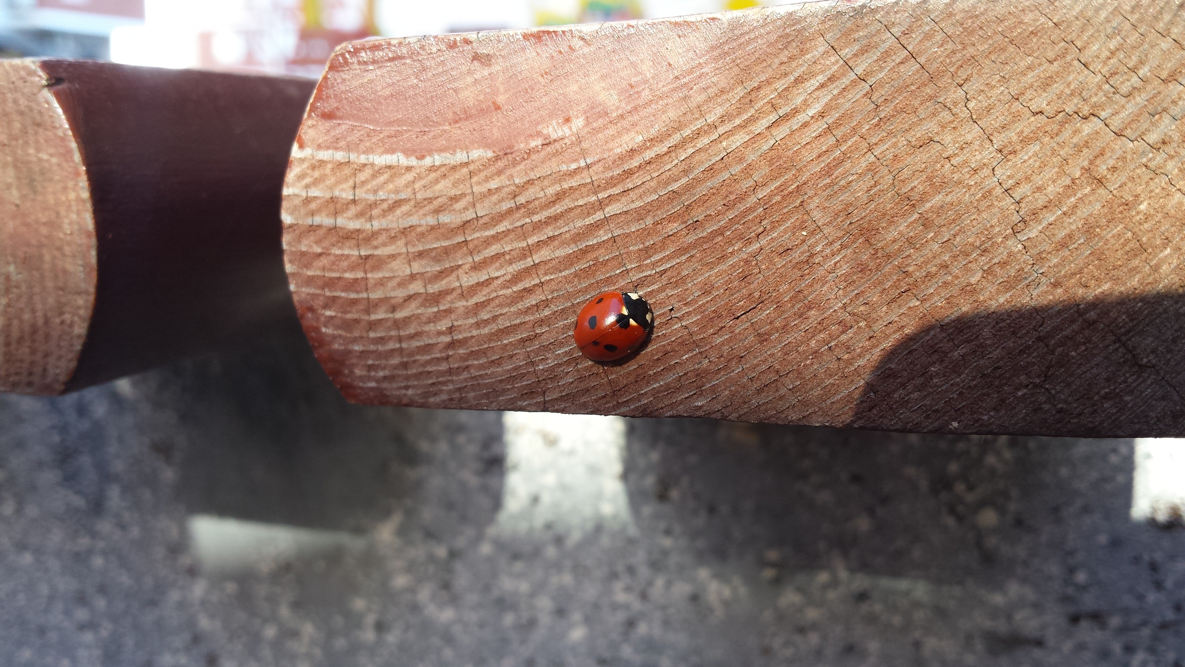 spotted ladybug