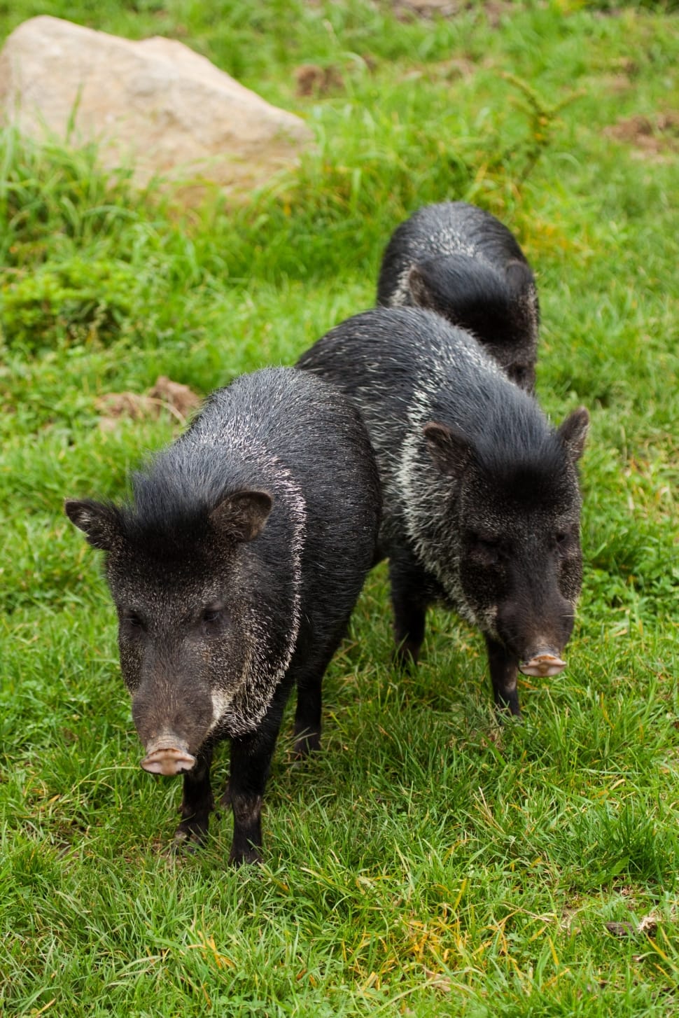 two black pigs preview