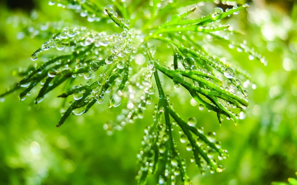 green plant with water drops preview