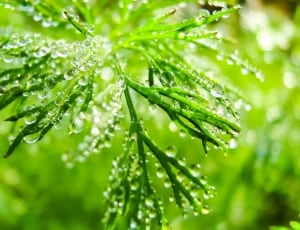 green plant with water drops thumbnail