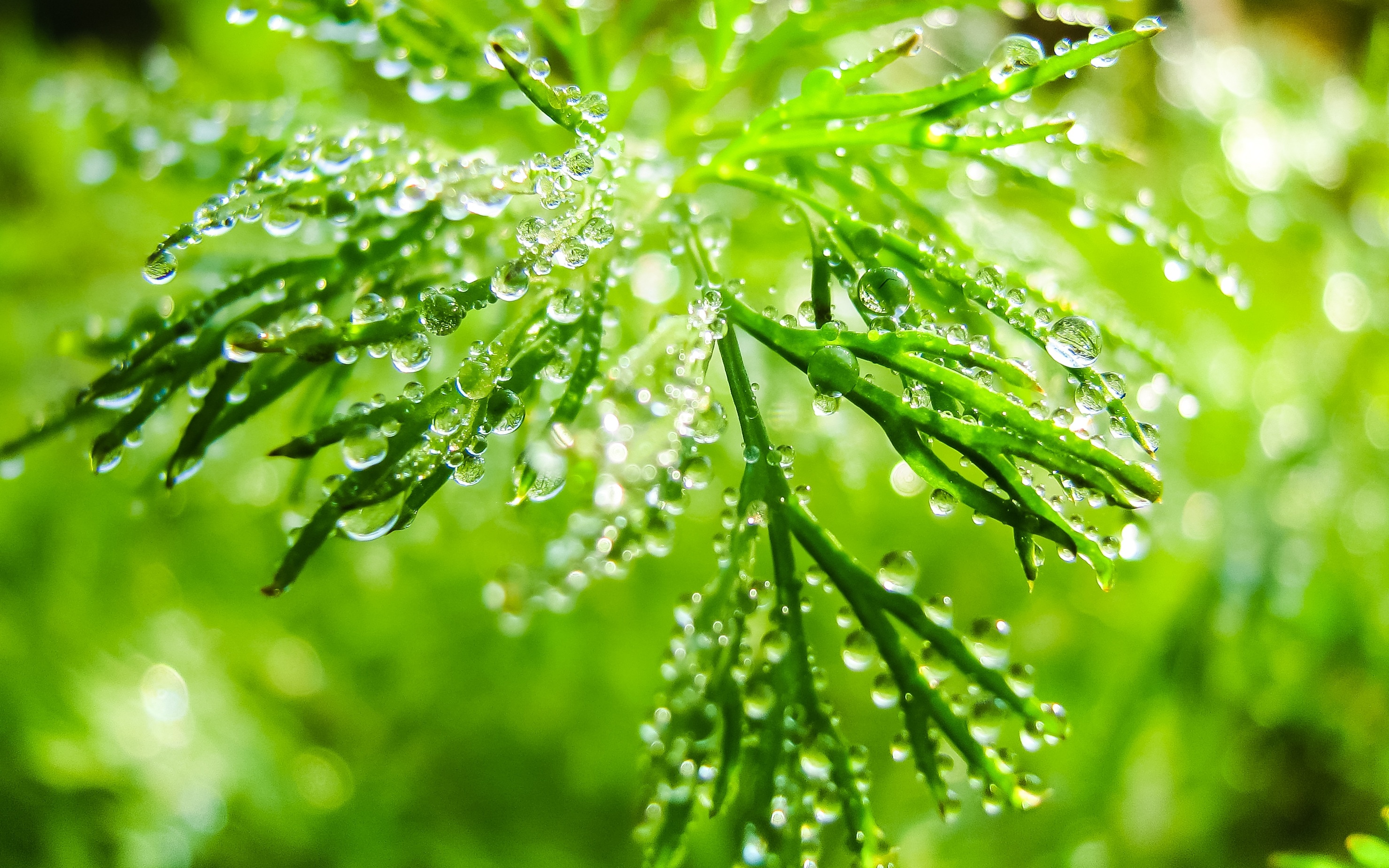 green plant with water drops