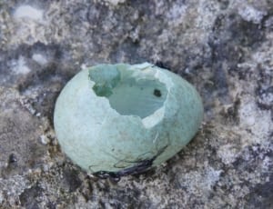 grey egg shell thumbnail