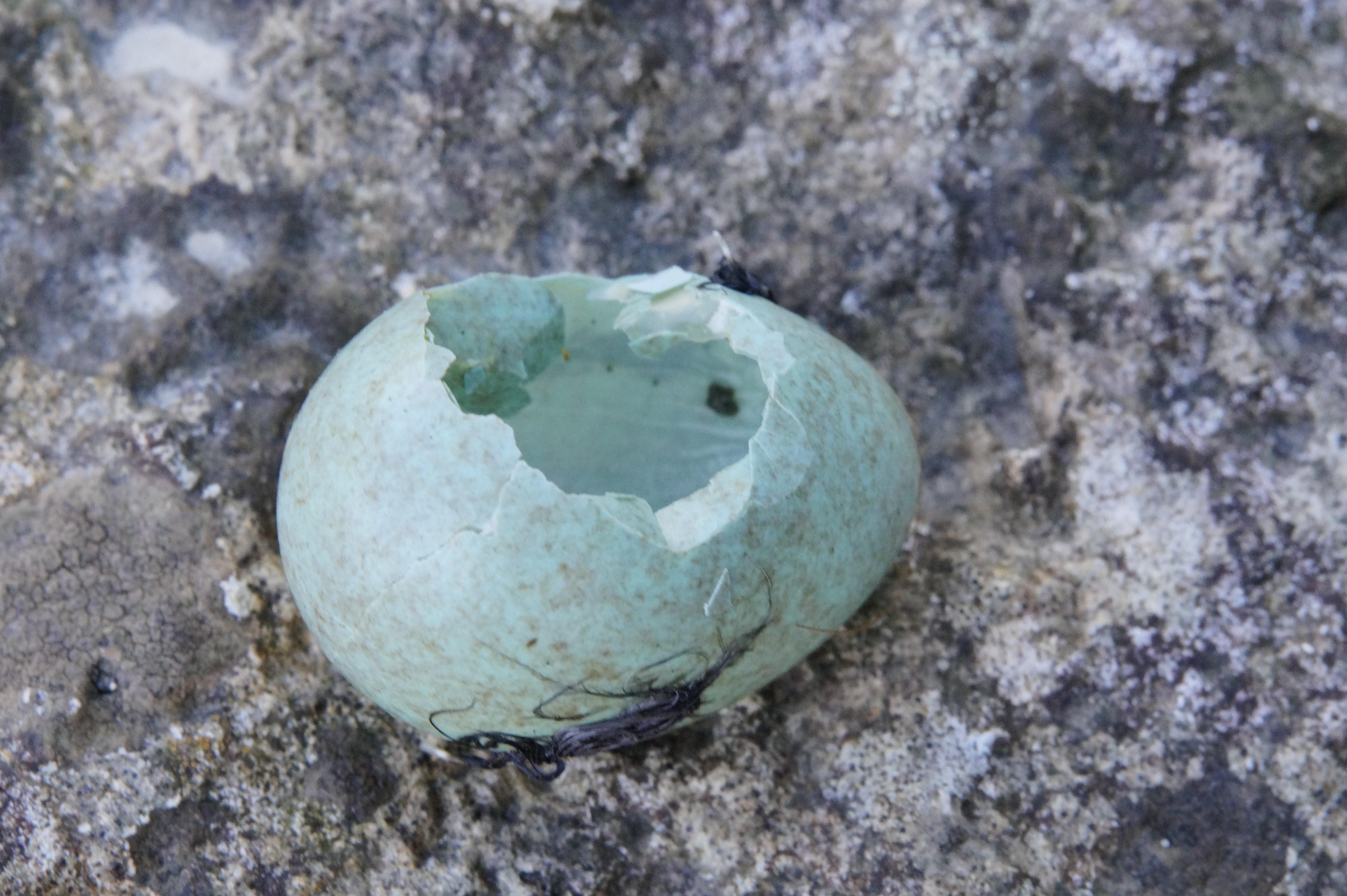grey egg shell