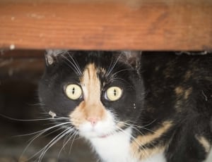 black white and orange short fur cat thumbnail