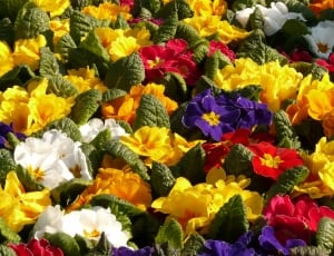 yellow, blue, white and red flower field thumbnail
