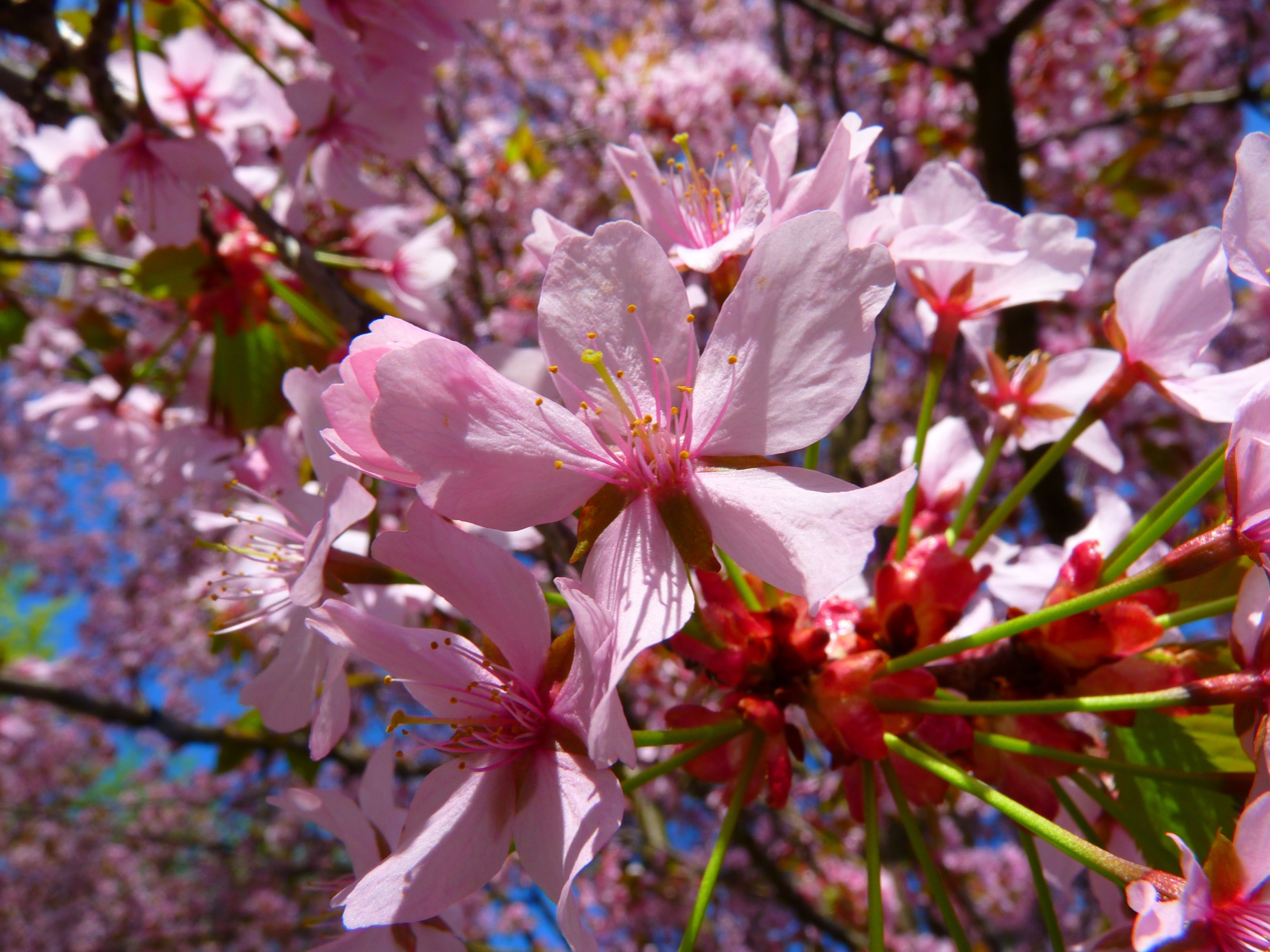 cherry blossom