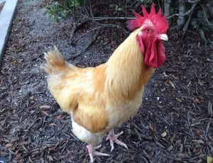 brown and white rooster thumbnail