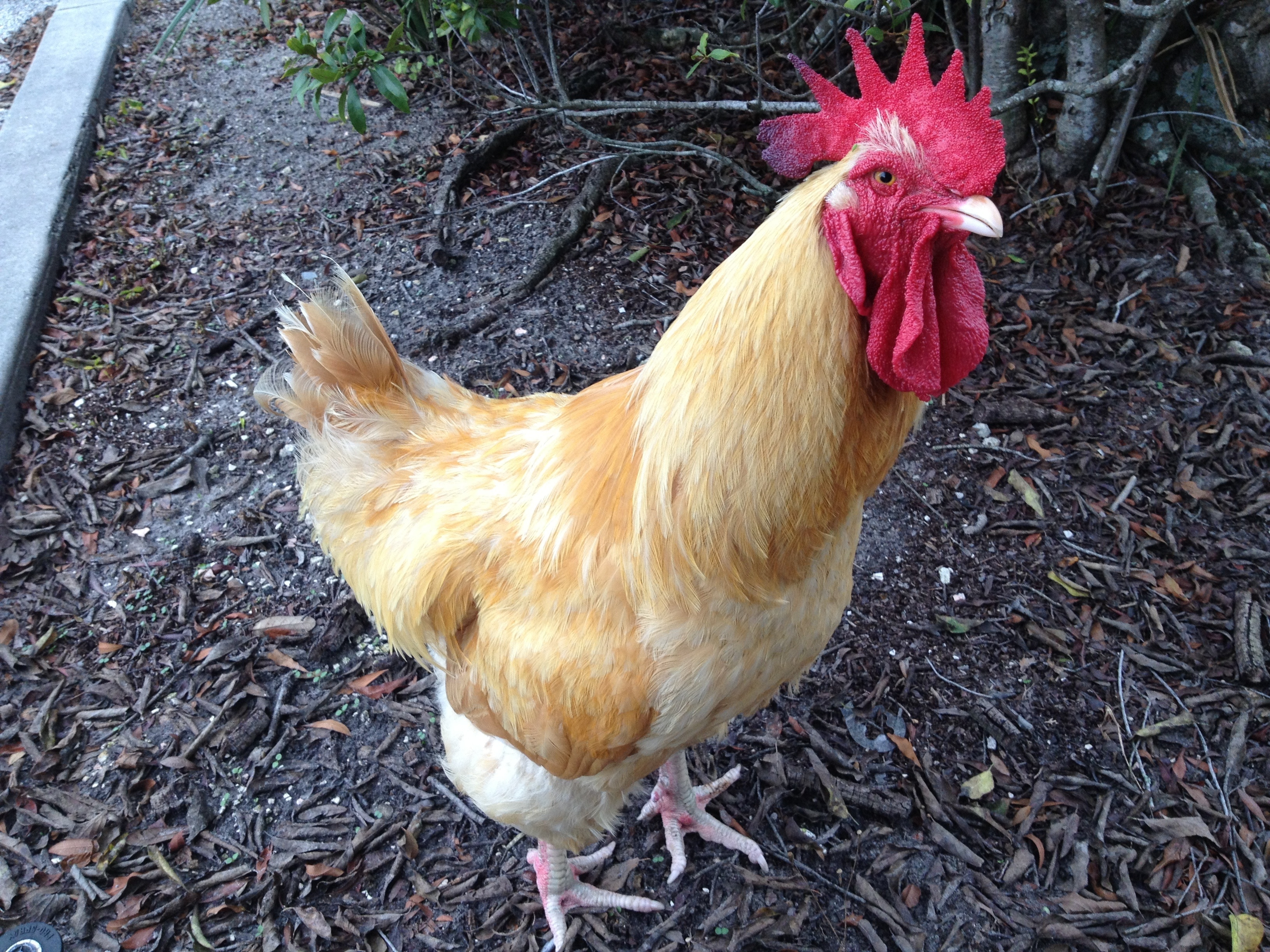 brown and white rooster