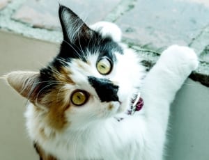 black white and brown cat thumbnail