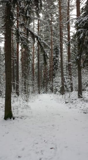 forest tree field with snow thumbnail