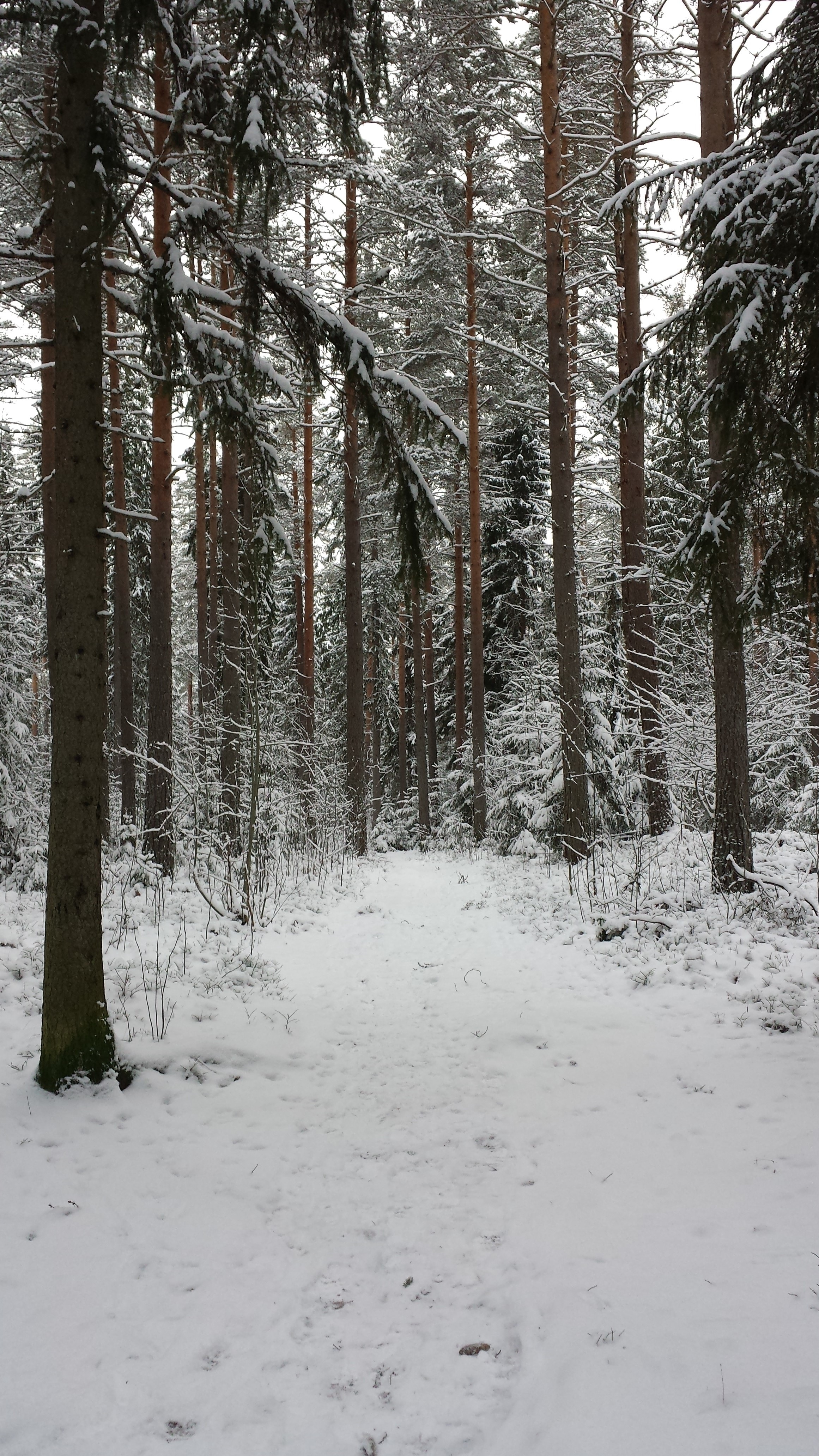 forest tree field with snow