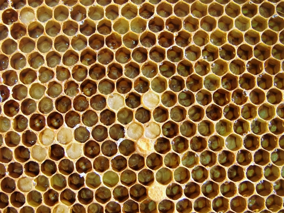 honey comb preview