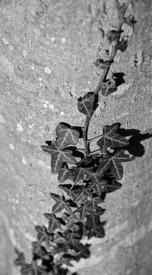 black leaf plant thumbnail
