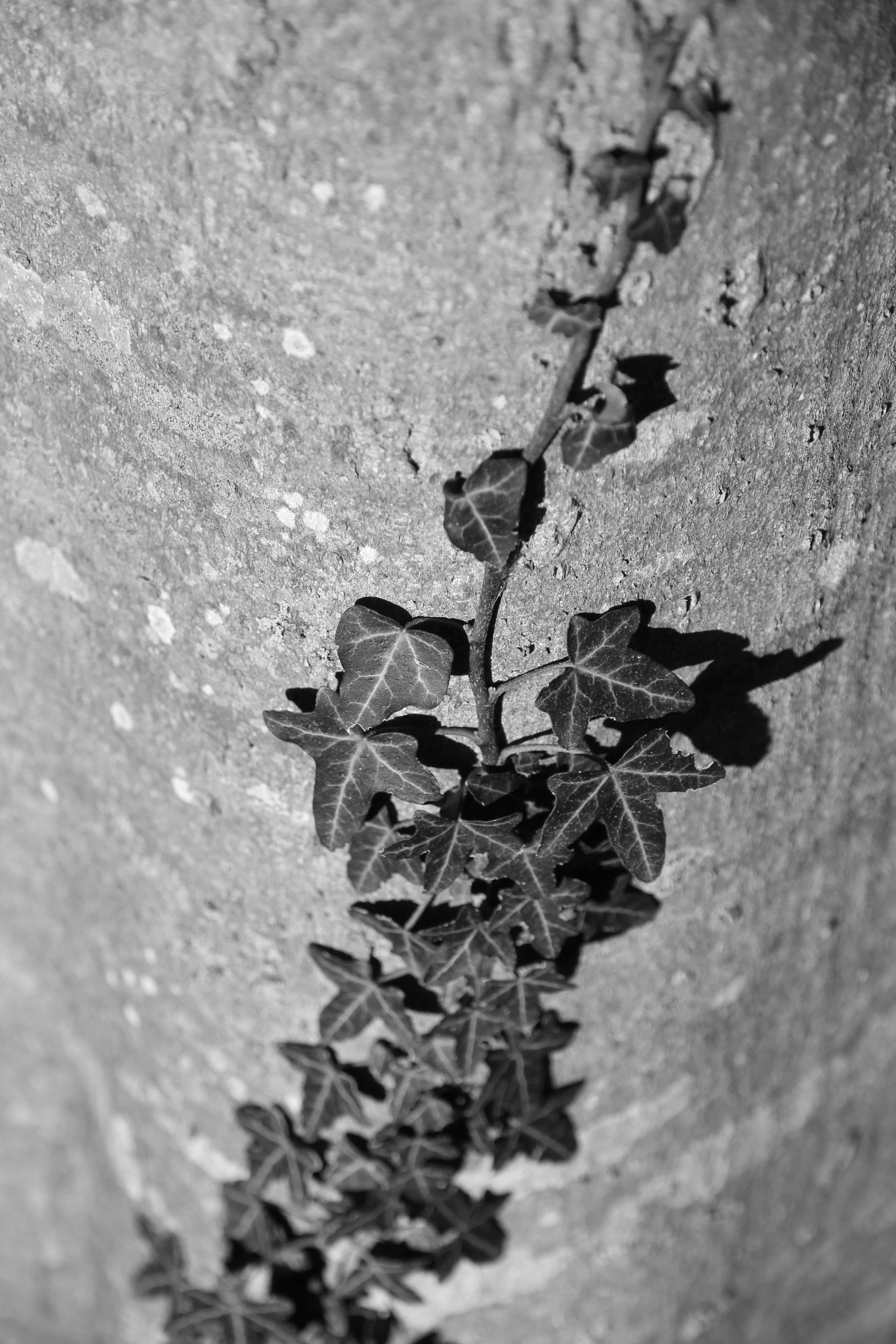 black leaf plant