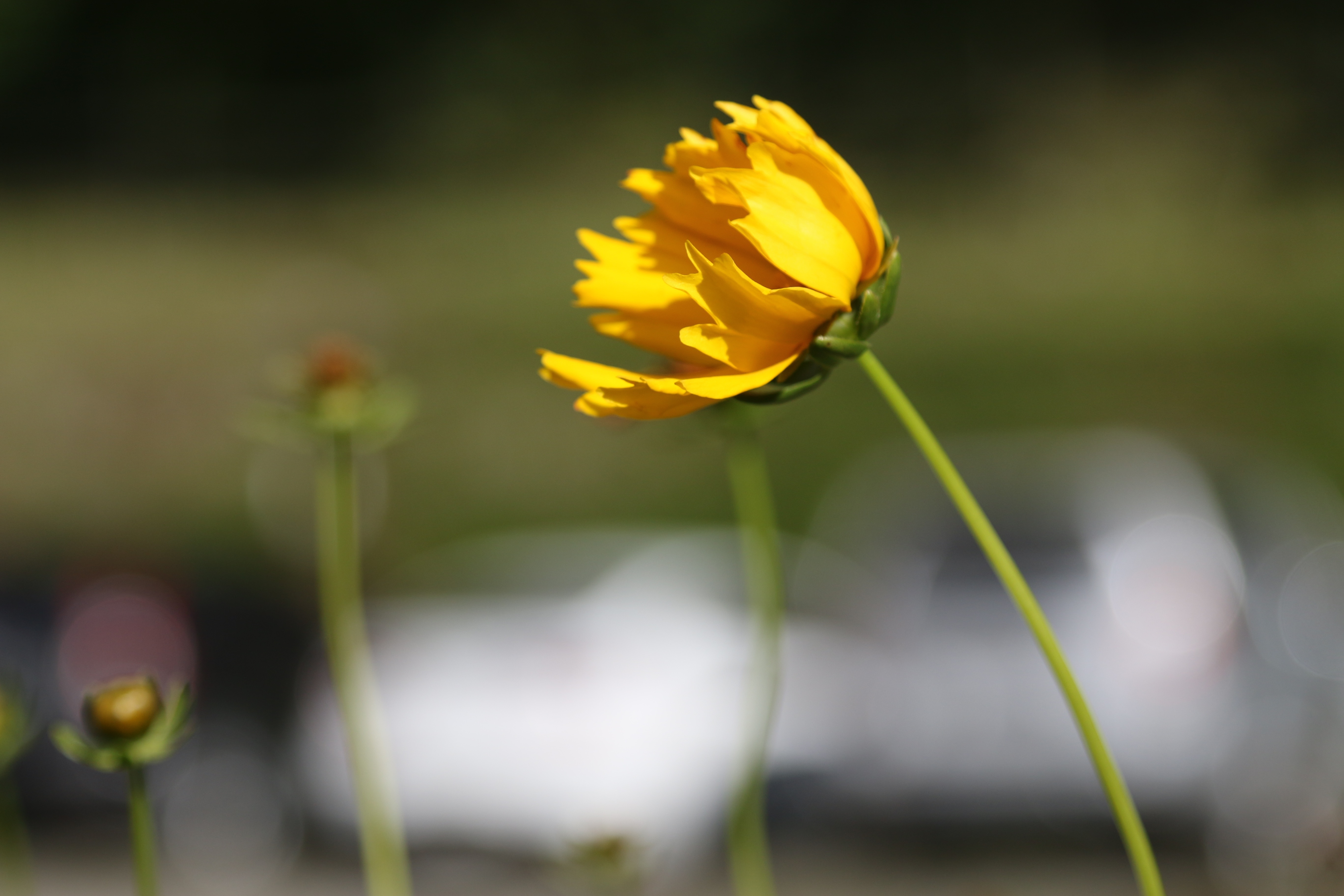 yellow petal flower