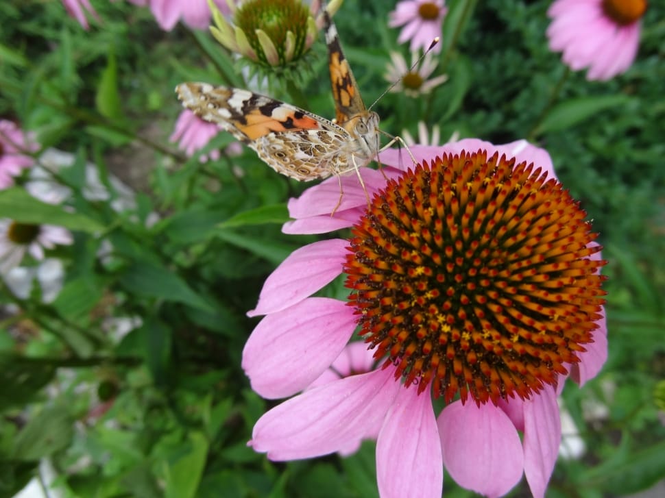 american painted lady and coneflower preview