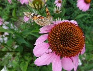 american painted lady and coneflower thumbnail