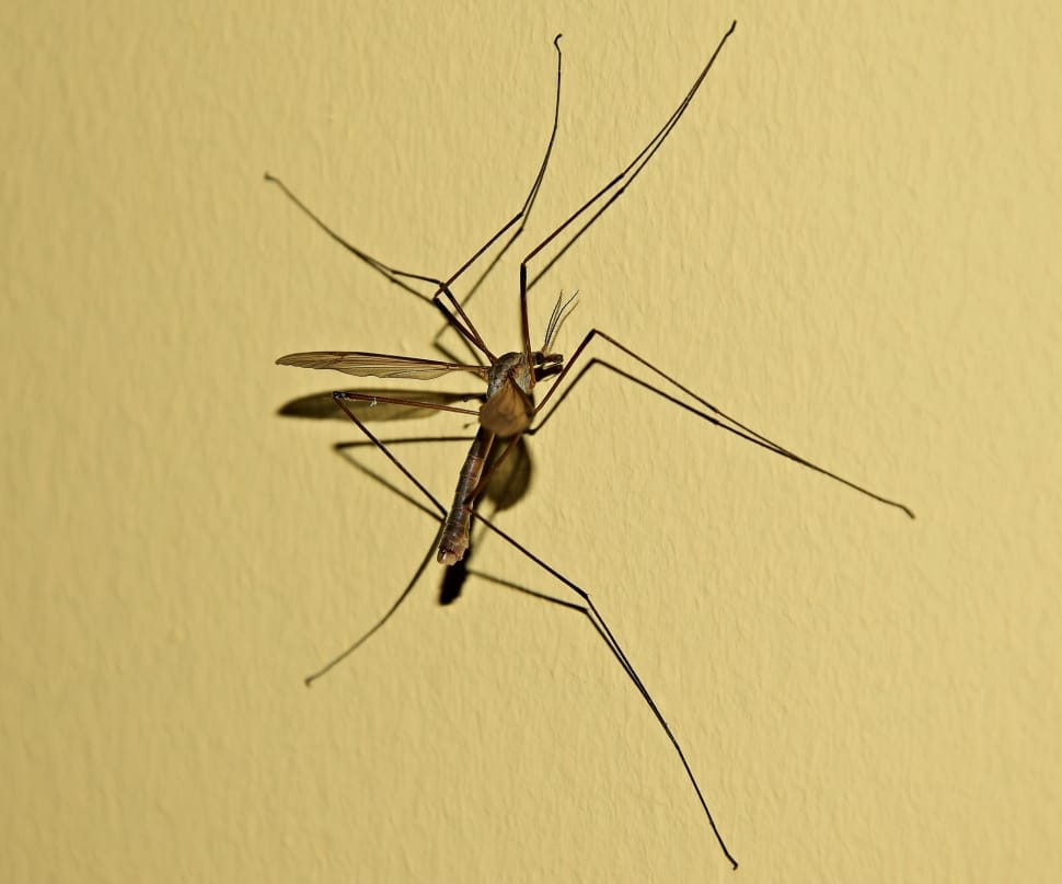closeup photography of mosquito hawk on wall preview