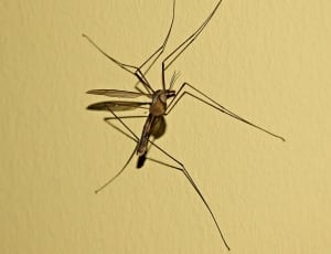 closeup photography of mosquito hawk on wall thumbnail