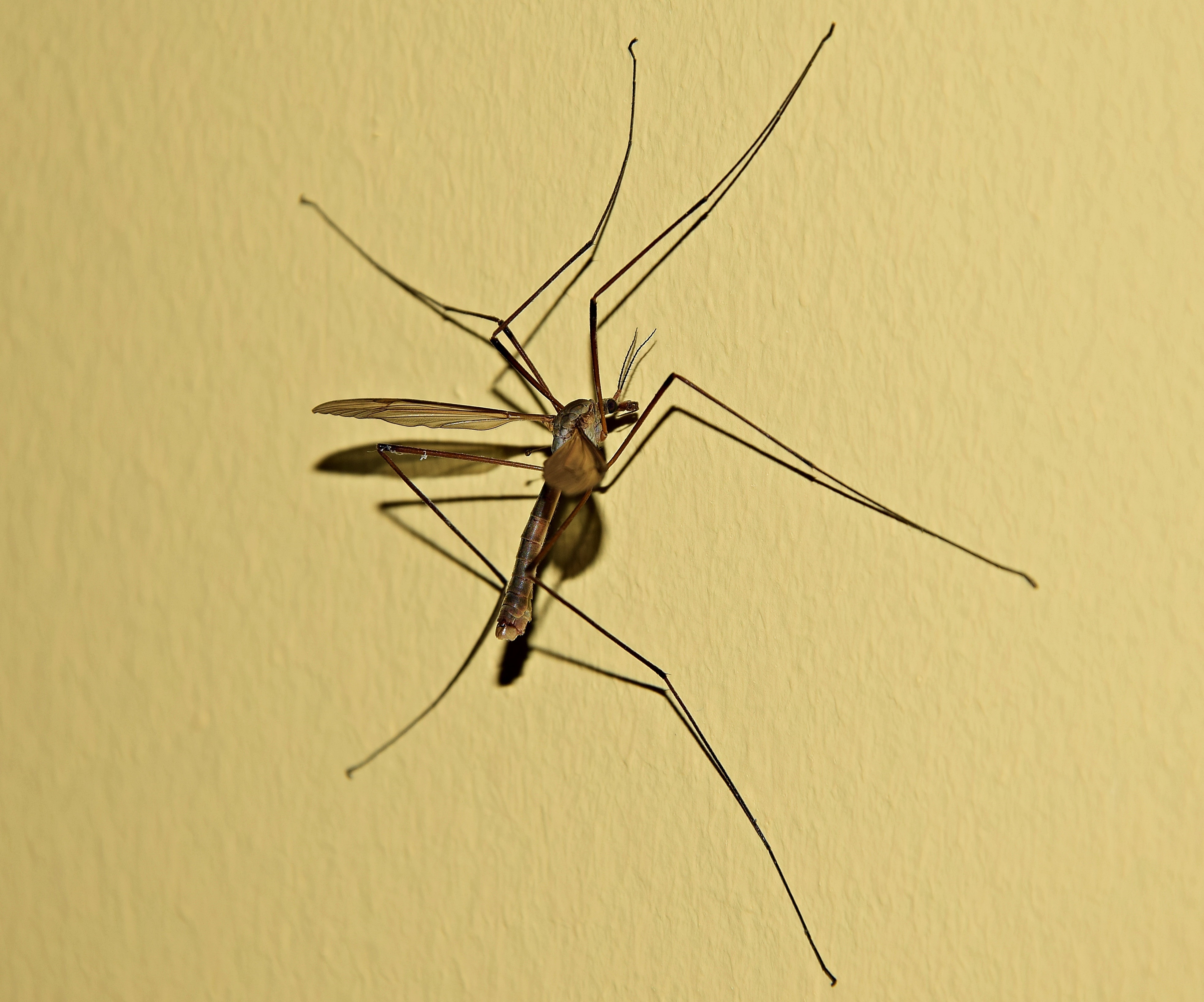 closeup photography of mosquito hawk on wall