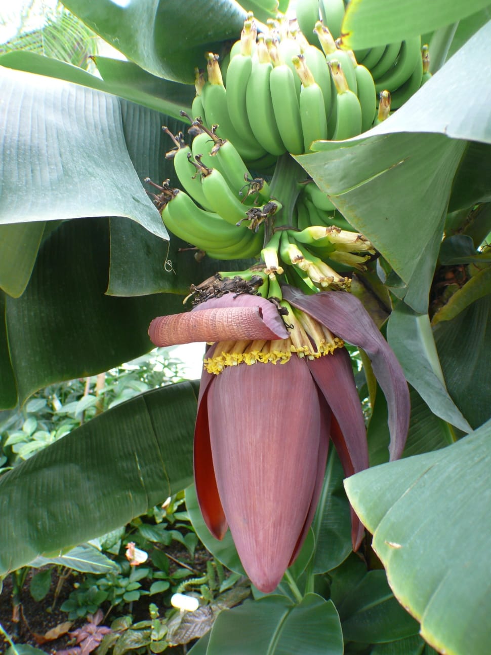 banana blossom preview