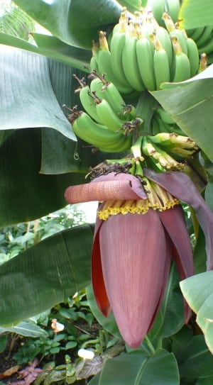 banana blossom thumbnail