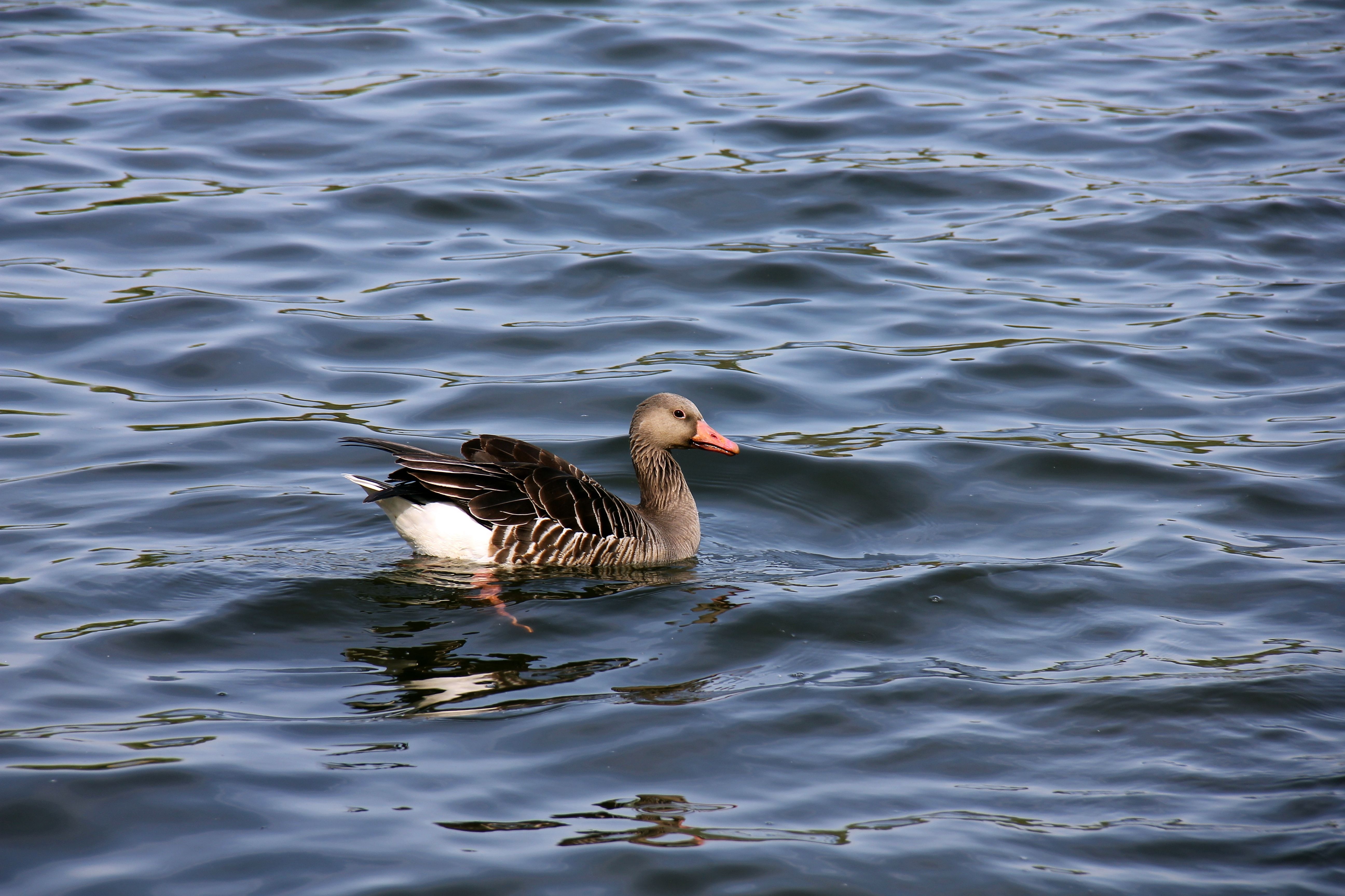 grey and black duck
