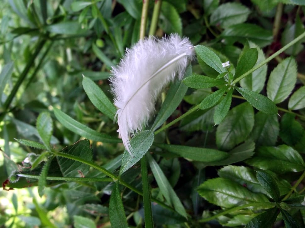 white feather preview
