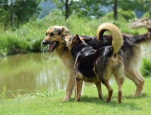 two German Shepherds playing on the grass during daytime thumbnail