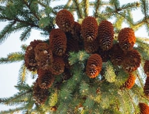 brown pinecones thumbnail