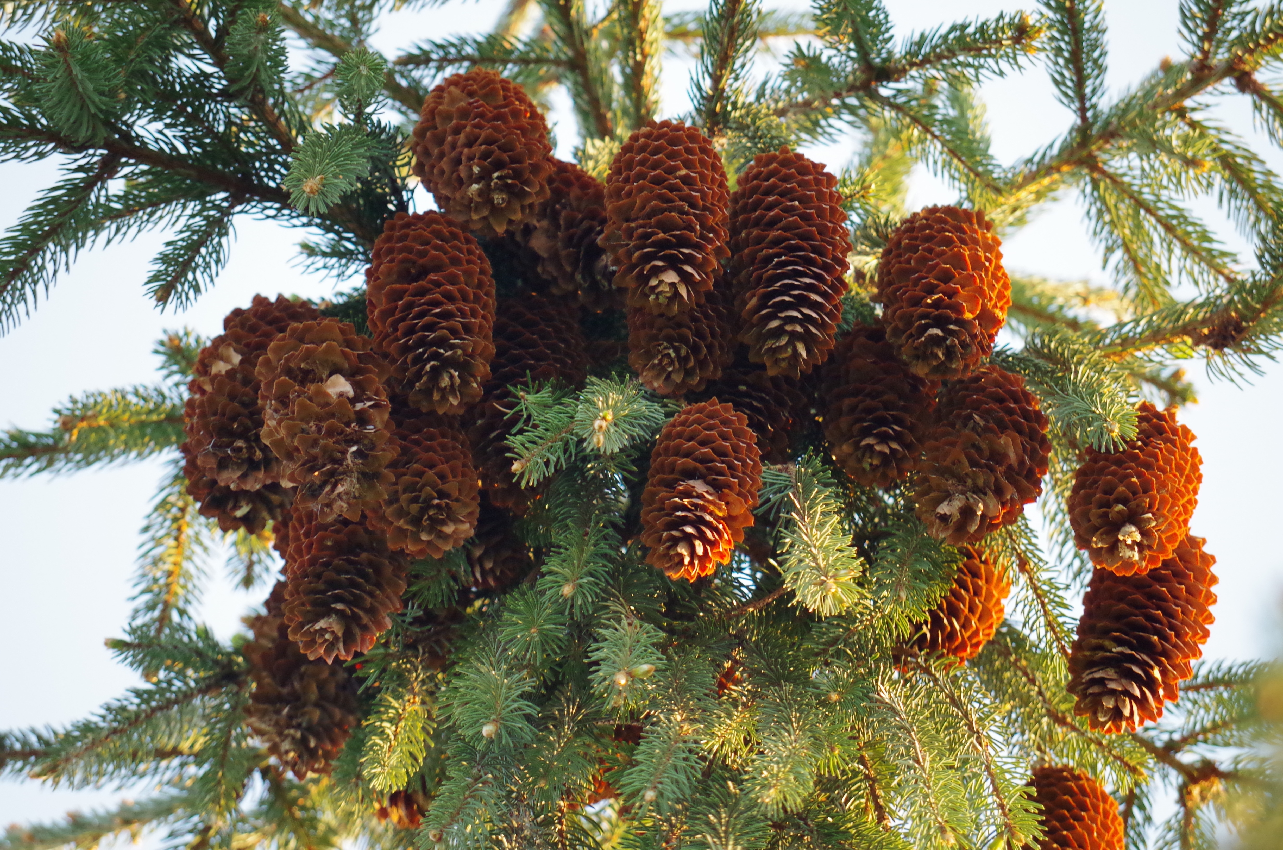 brown pinecones