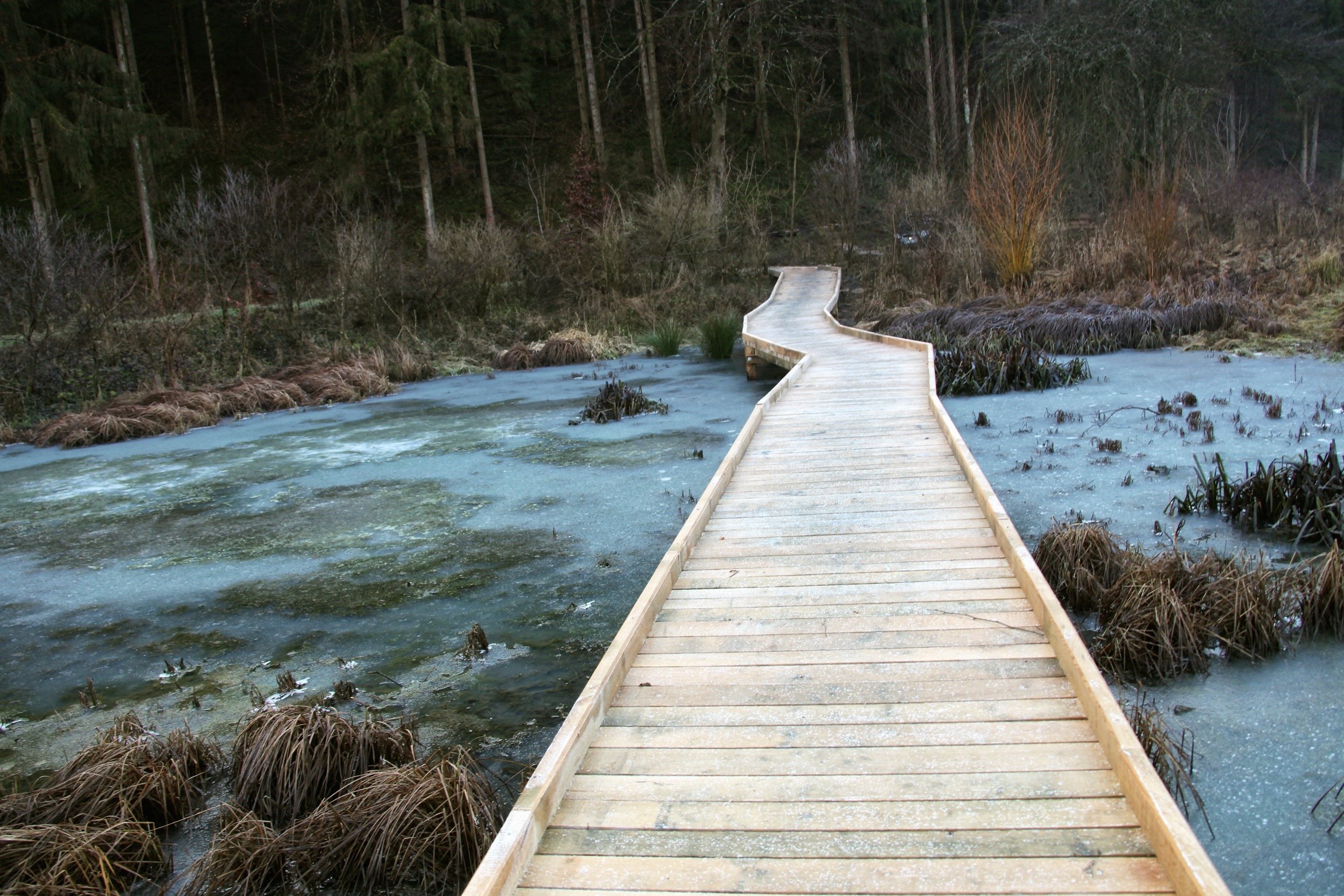 brown wooden plank bridge