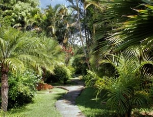 green sago palm thumbnail