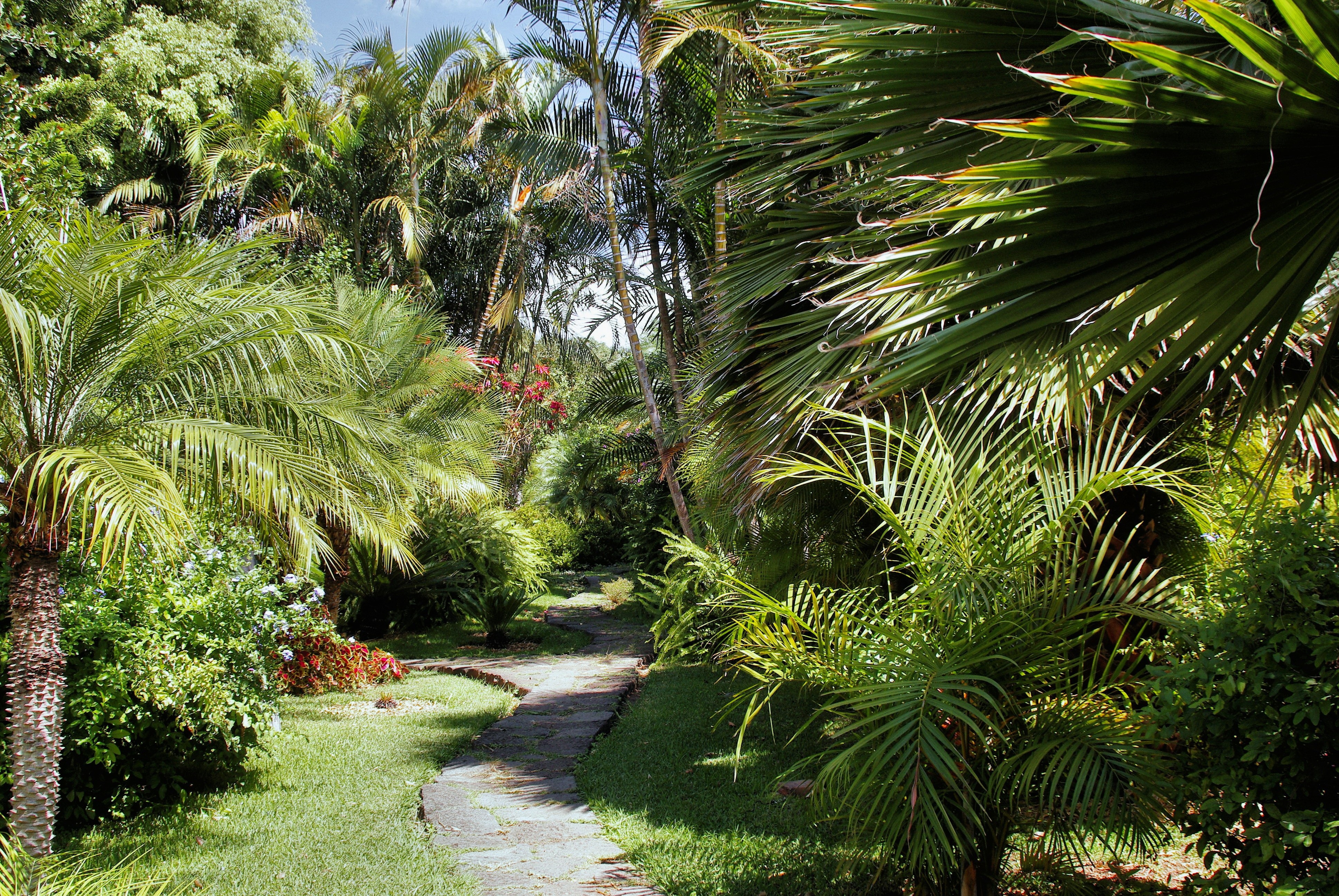green sago palm