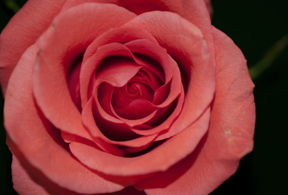 red rose on bloom preview