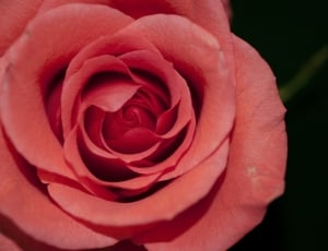 red rose on bloom thumbnail