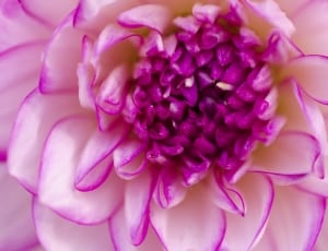 purple and white multi petaled flower thumbnail